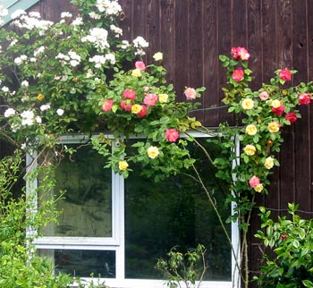  These roses are the hybrid musk Moonlight and a climbing version of Masquerade (which gets very rusty unless carefully checked and sprayed). 