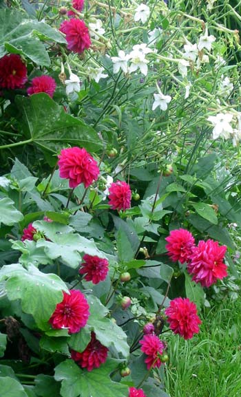  These grow by the pergola, propped up by batches of Nicotianas. 