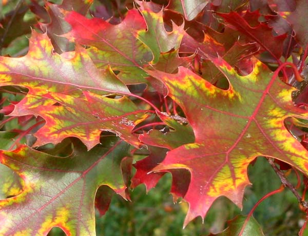  Colourful details from the Autumn garden. 