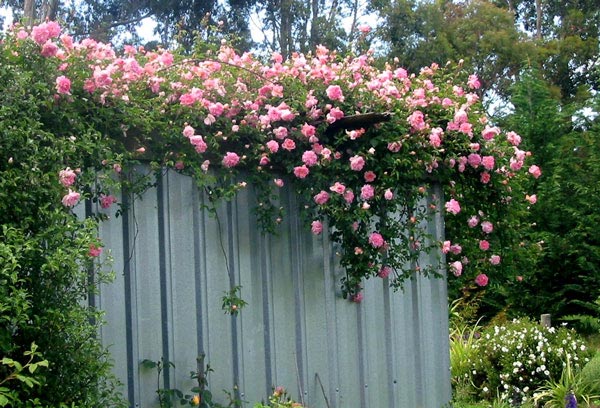  This rose has a faint fragrance of apple blossom. 