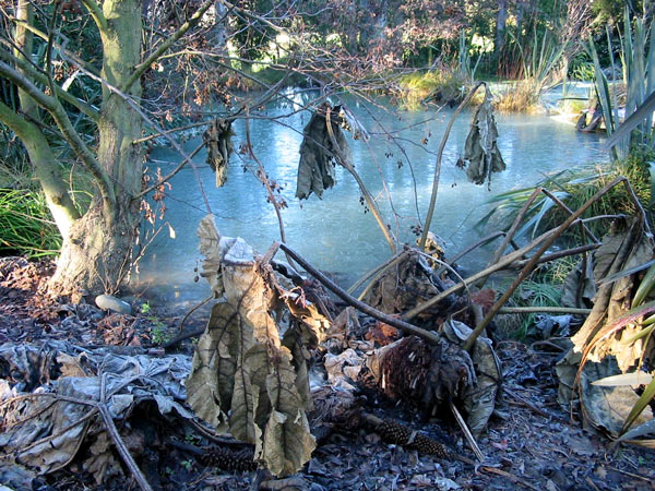  The pondside gunnera even looks dramatic in mid-winter. 