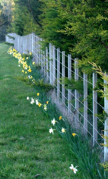  Daffodils are a welcome sight in the cold pre-spring weather. 