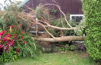  It's lucky that none of the plants, or indeed the sleep-out, were damaged at all. 