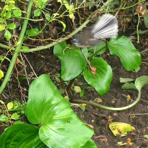  These lovely New Zealand birds follow gardeners around, zooming around finding flying insects to eat. 