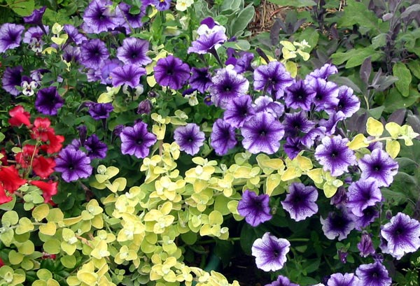  These two are happily growing in a large plastic pot. 