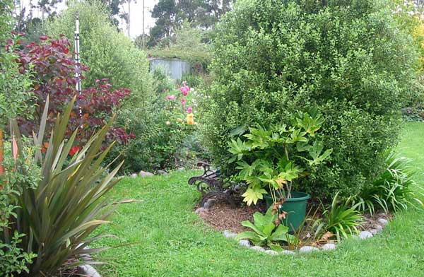  This was once a small seedling tree - until the gardens over the water race joined the Moosey irrigation system 