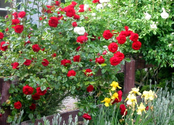  One of the offending Dublin Bay roses, which doesn't look too bad in this view, with Iceberg and sunny yellow irises. 