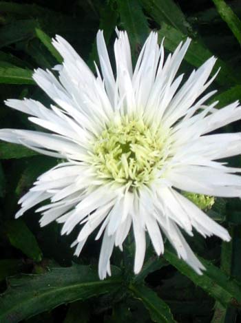  This is a shaggy variety which is on its second flowering, after being cut back midsummer. 