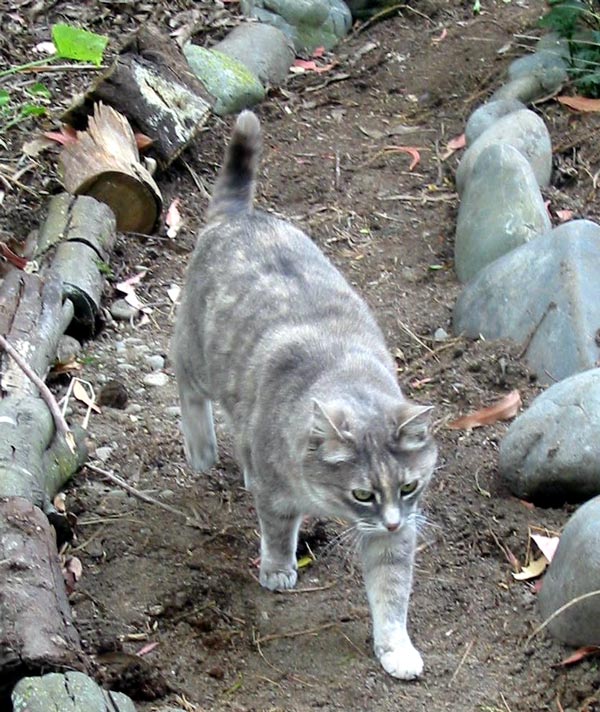  Jerome the cat always tests out the new paths I make. 