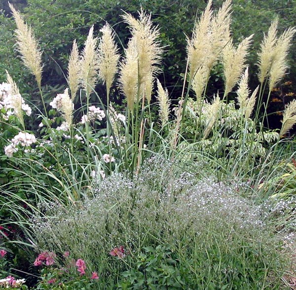  This great grass was flattened by the last snowfall we had. It's growing slowly back. 