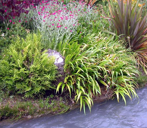  I've spent a few dreamy moments standing in the water weeding the grass out of this fern. 