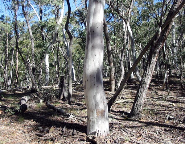  New South Wales Eucalypts with their beautiful white trunks. 