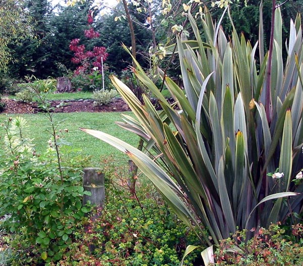  A rather large flax in the Stables Garden looking beautiful. 