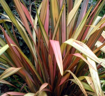  A hybrid New Zealand flax. 
