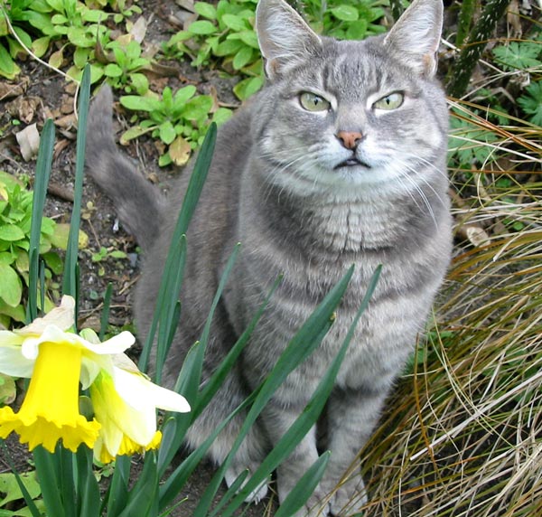  Stumpy the cat is at least 12 years old. 