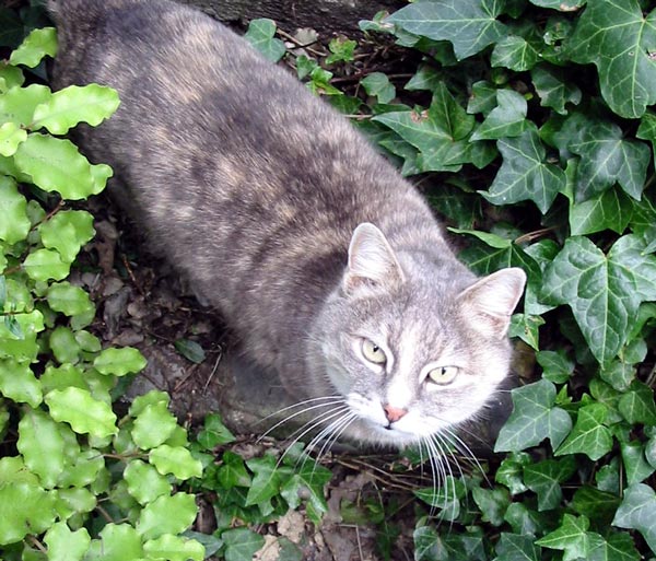  On the steps through the Olearia hedge. 