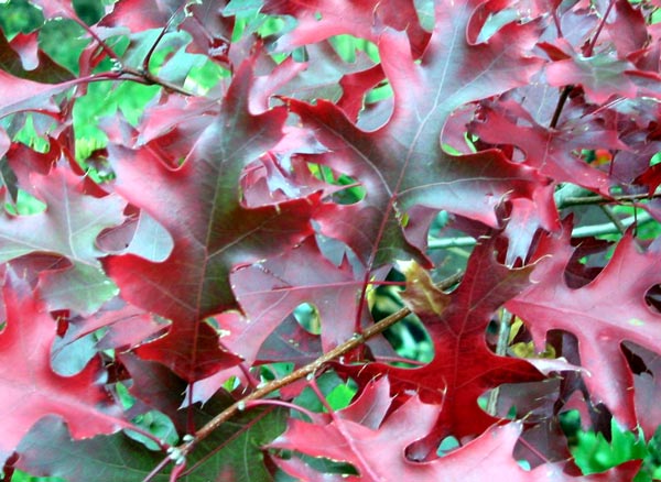  These are the deepest red leaves in the Autumn garden. 