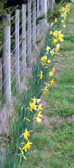  There's a beautiful mixture of colours in this row by the road-side. 