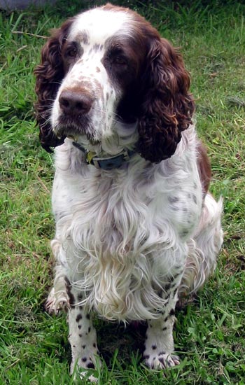  Dudley is a friendly springer spaniel. 