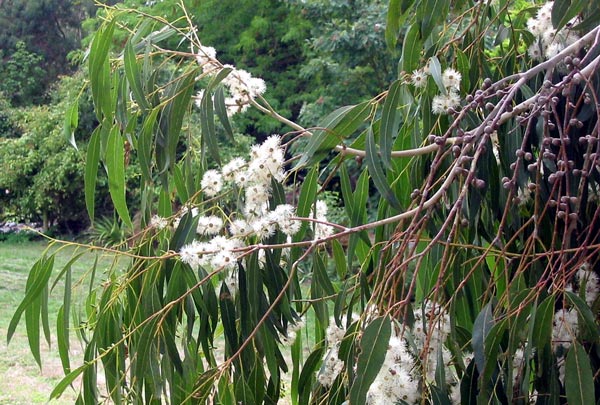  There's a subtle scent to Eucalypt flowers, too. 