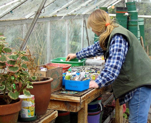  Today I took cuttings of wallflowers and pelargoniums. 