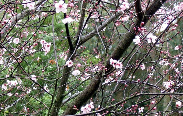  The dark-leaved Prunus down the driveway. 