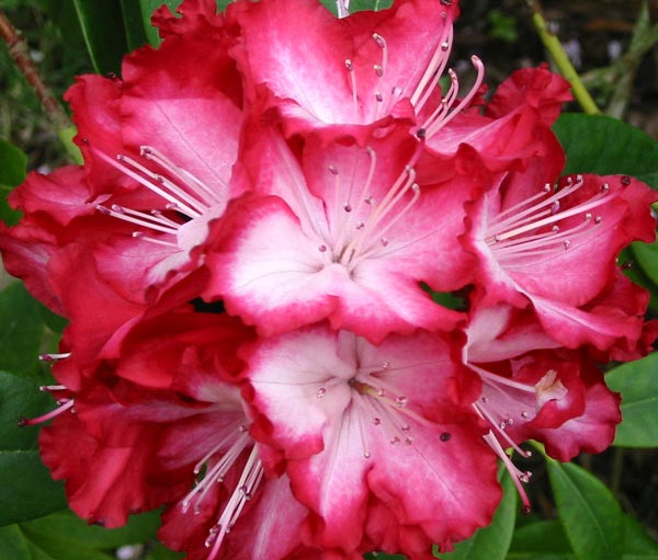  Beautiful red and white flowers with frilled edges. 