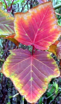  Snakebark Maple. 