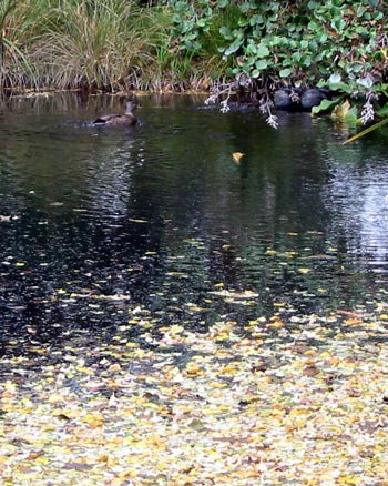  Golden autumn leaves are floating on the pond. 