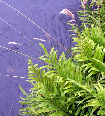  Some grass seeds are still to be weeded out of this fern. 