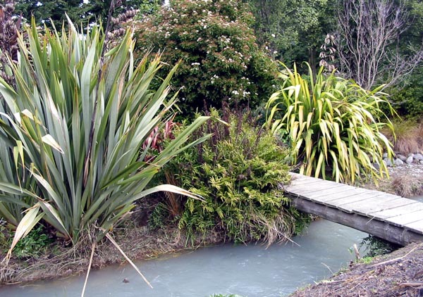  Phormium Tenax grow two meters tall. 