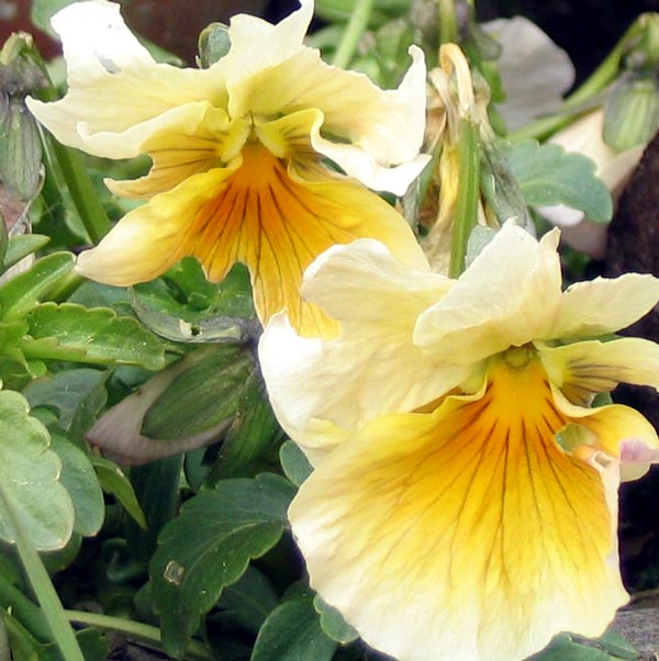  Flowering by the glass-house. 