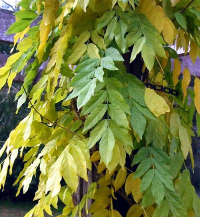  I am enjoying the gradual colour changes on the new patio wisteria. 