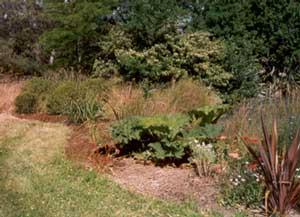  I didn't know how much the gunnera would like being planted here. 