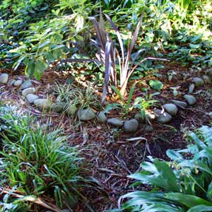  Stones, small red flax, carex and renga renga. 