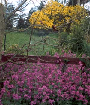  The tree in the background is a Wattle in flower. 