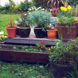  Assorted plants in these pots. 