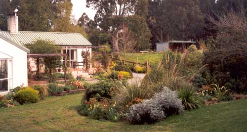  The golden yellow shrubs look good at this time of year. 