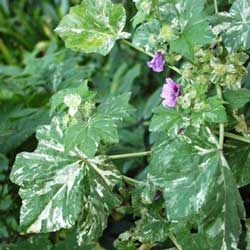  There are beautiful variegations on these leaves. 