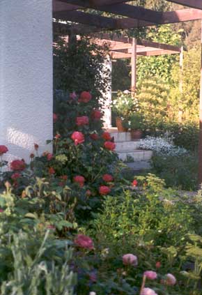  There are actually two Othello bushes in this border. 