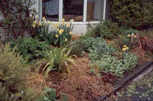  The spikey plant is a silver Astelia. 