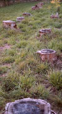  Tree stumps don't figure in my landscaping plans! 