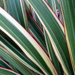  Native Flax Pictures 