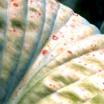  Hosta Plant Gallery 