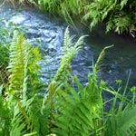  Water Garden Gallery 