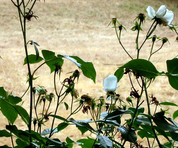  The dry grass of the Frisbee Lawn is in the background. 