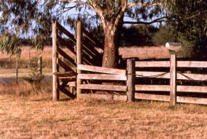 The front paddock stock yards at summer's peak - Hot and dry. 