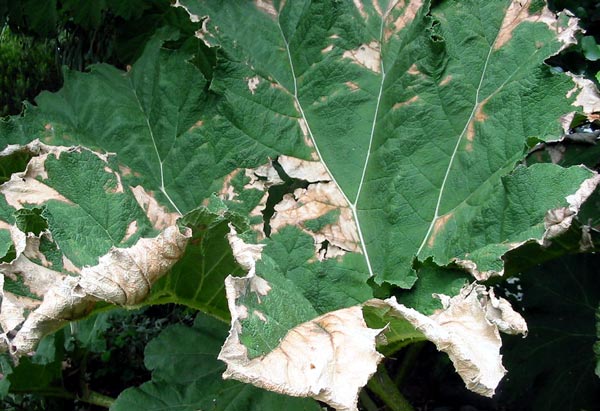  Far too hot for this beautiful foliage plant. 