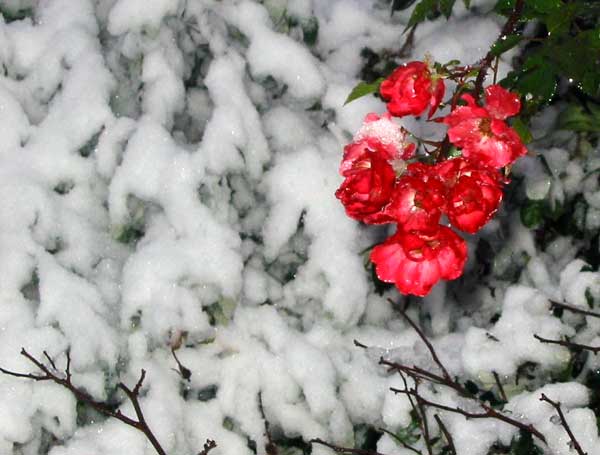  This red bush rose was bravely trying to flower mid-winter 