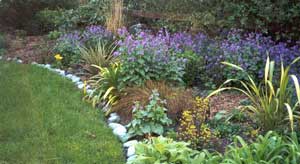  Purple honesty in the back of the border. 